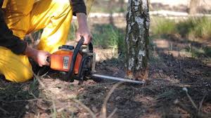 Best Tree Cabling and Bracing  in Sunnyslope, WA