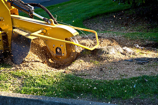 Best Lawn Watering Services  in Sunnyslope, WA