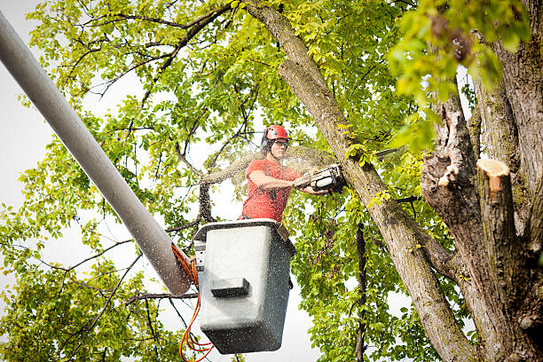 Best Seasonal Cleanup (Spring/Fall)  in Sunnyslope, WA